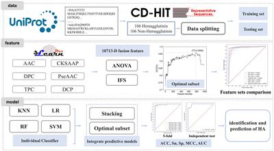 Accurately identifying hemagglutinin using sequence information and machine learning methods